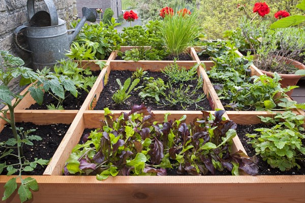 Square foot gardening by planting flowers