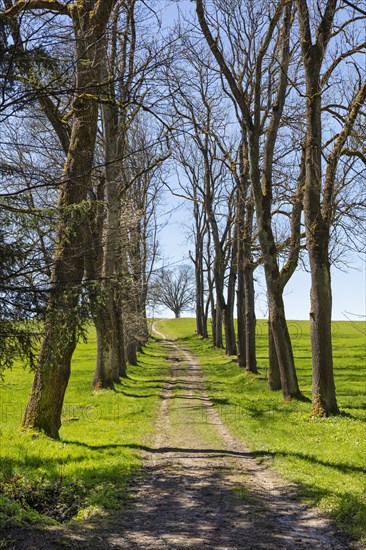 Forest path
