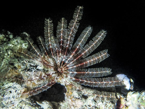 Feather star