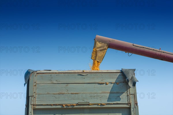 Loading maize kernels into a tipper truck