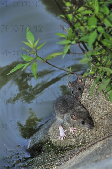 Two juvenile Brown