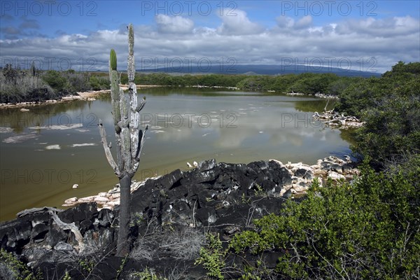 Shallow water of inland lake containing high concentration of bacteria on Isabela Island