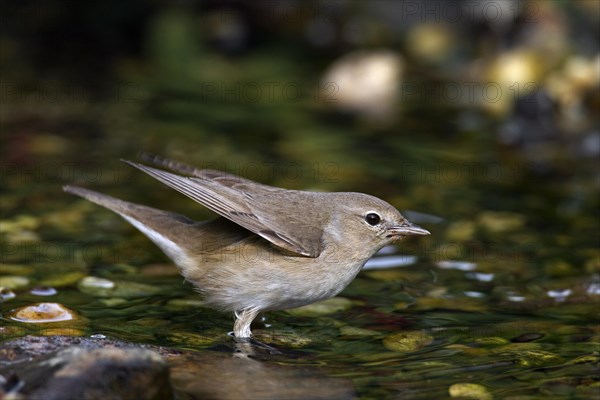 Garden warbler