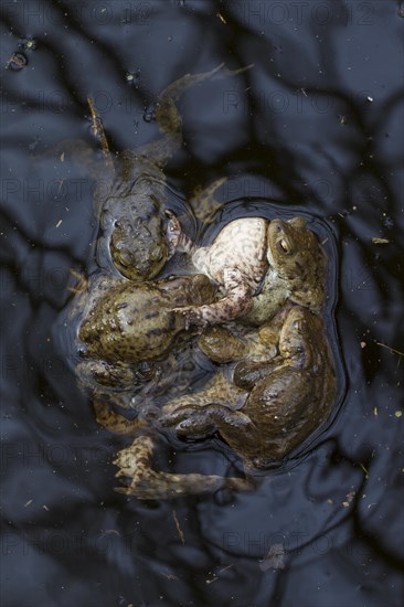 Common toad