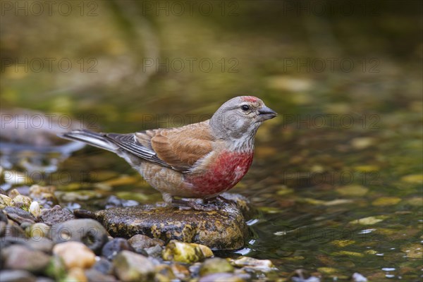 Common linnet