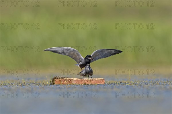 Black tern