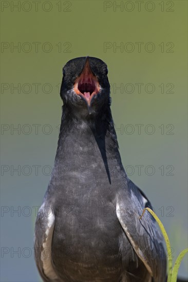 Close up portrait of black tern