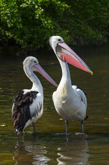 Two Australian pelicans
