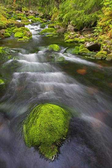 River Njupan in autumn forest in the Fulufjaellet National Park