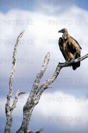 African white-backed vulture