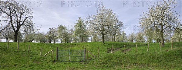 Fruit trees flowering in orchard in spring at Groot-Loon