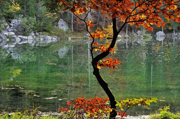 Reflection of autumn colours in the lake Lac Vert