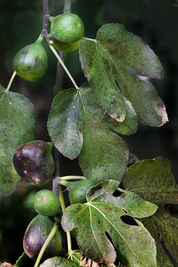 Branch with figs of Common fig