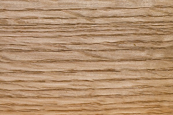 Wood grain of northern red oak