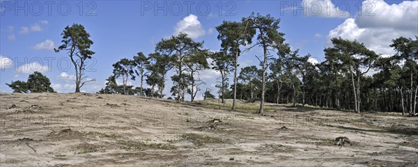 Deforestion of pine tree forest to restore heath landscape at the nature reserve Kalmthoutse Heide
