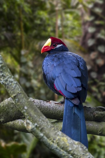 Violet turaco