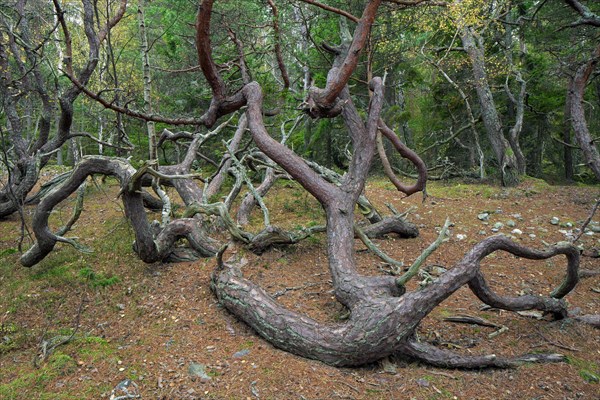 Windswept Scots pine