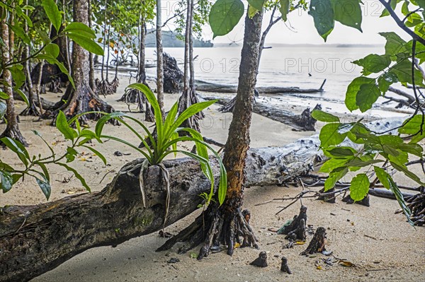 Mangrove forest along beach in the Ujung Kulon National Park in western Java