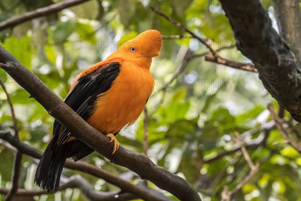 Andean cock-of-the-rock