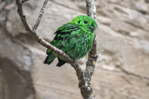 Lesser green broadbill