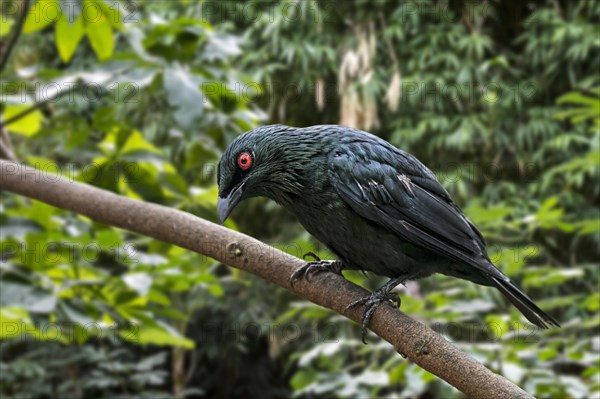 Asian glossy starling