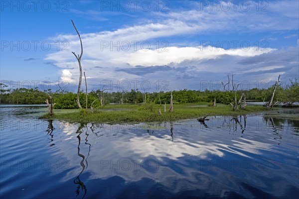 Marshland in the Bigi Pan Nature Reserve in Nieuw Nickerie