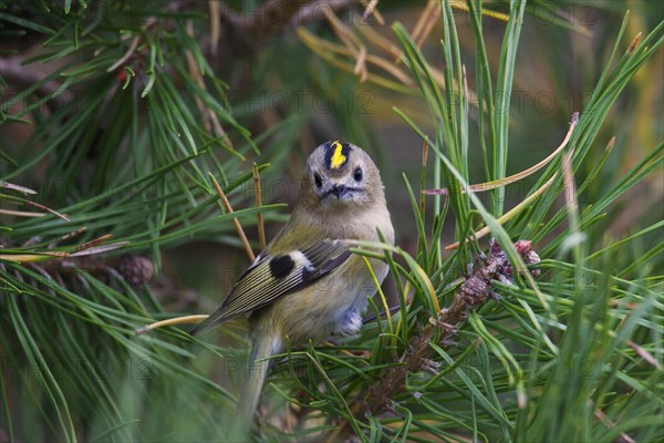 Goldcrest