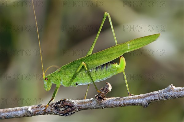 Southern sickle-bearing bush cricket