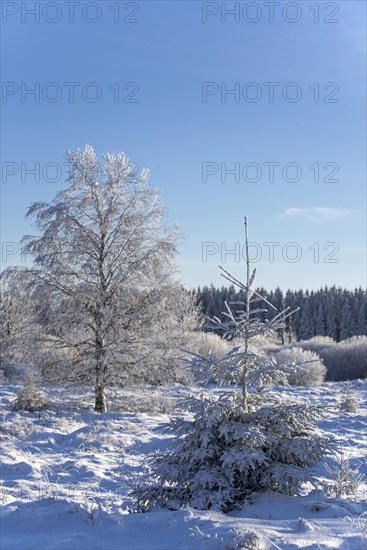 Norway spruce