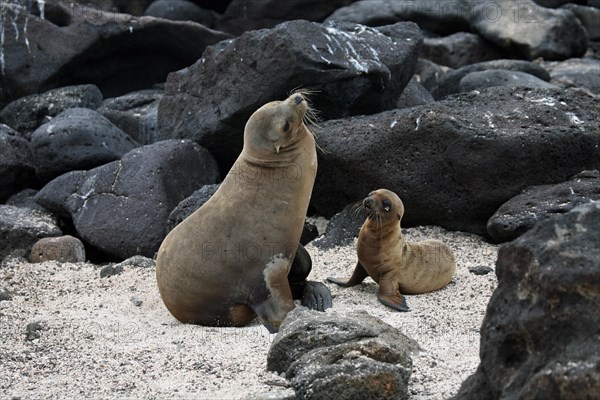 Galapagos sealion