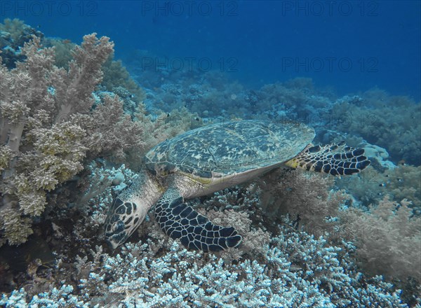 Hawksbill turtle