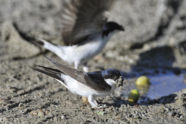 Common house martins