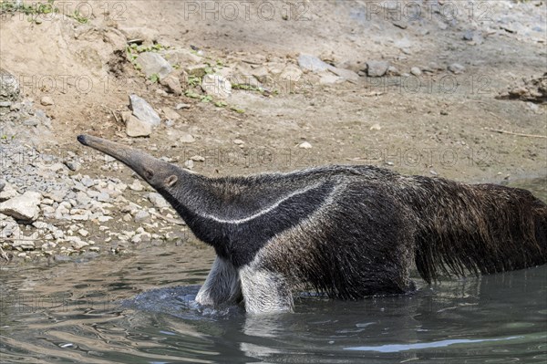 Giant anteater