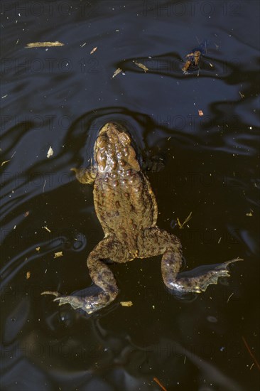 Common toad