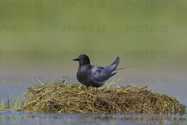 Black tern