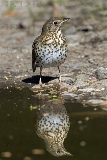 Song thrush