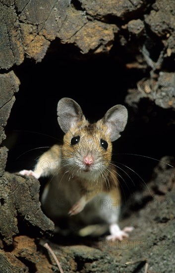 Wood mouse