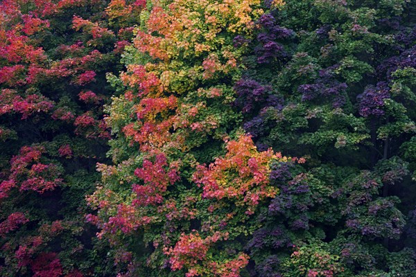 Norway Maple