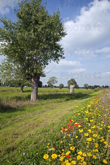 Wildflowers and pollard willows along path