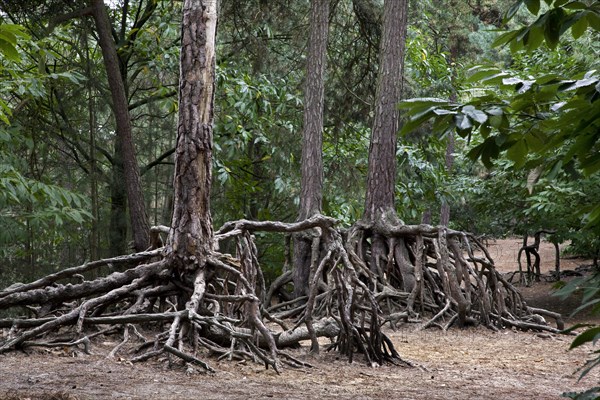 Exposed roots of Scots Pine