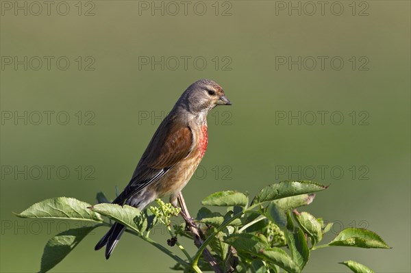 Linnet