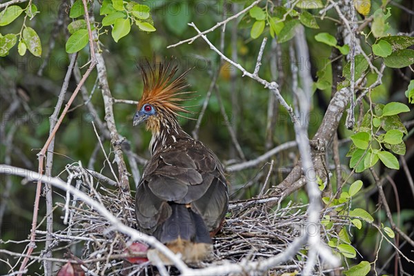 Hoatzin