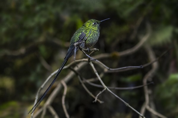 Amazilia hummingbird