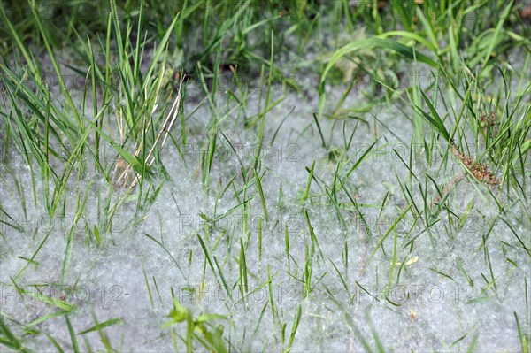 Grass covered in seed fluff from female willow