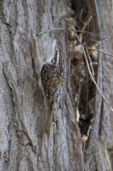 Eurasian treecreeper