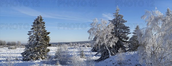 Norway spruces