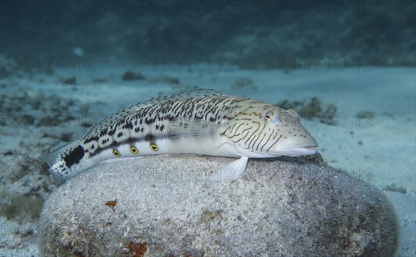 Lizardfish