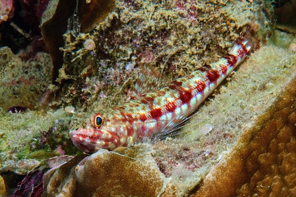 Variegated lizardfish