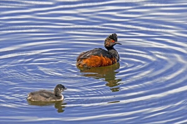 Black-necked grebe