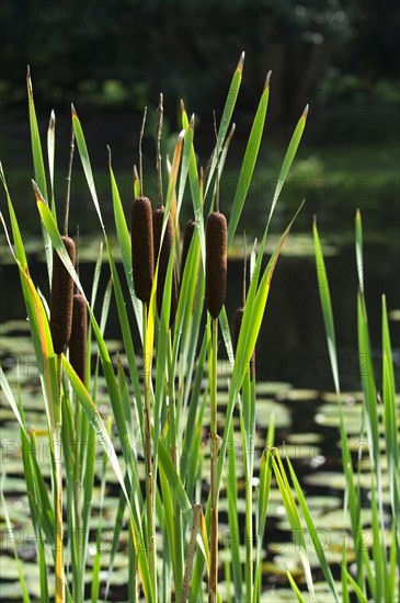 Broadleaf cattail